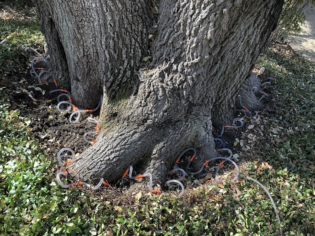 Detailed Tree Cabling and Bracing job site in Thibodaux