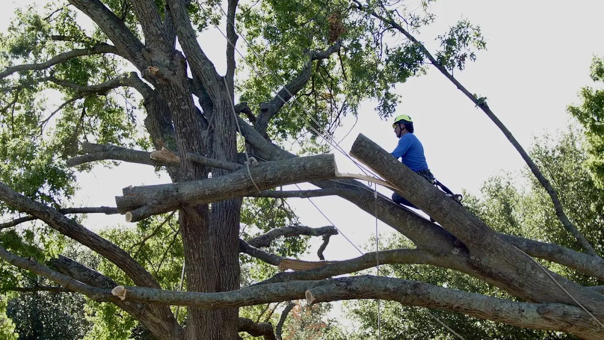Professional Hazardous Tree Removal performed by certified arborists in Thibodaux